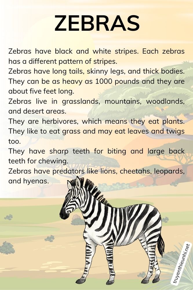 Thuyết trình tiếng Anh về loài ngựa vằn ZEBRAS