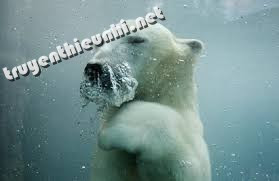Mắt thú ăn thịt khác mắt thú ăn cỏ như thế nào?