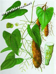 Sự tích củ mài