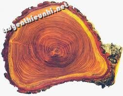 Tính tuổi của cây bằng cách nào?