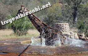 Truyện ngụ ngôn La Fontaine: Hươu soi mình dưới nước
