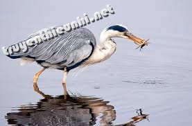 Truyện ngụ ngôn La Fontaine:Con Diệc