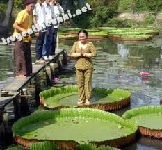 Vì sao lá cây súng vua có thể đỡ được một người?