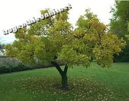 Vì sao trong cây có điện?